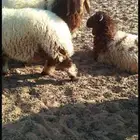 ذبايح نعيم جذعان وجذعات جميع الاحجام
