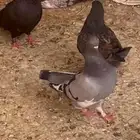 حمام كنق وقطايف وهندي للبيع