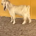 تيس