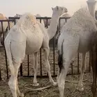 قعدان قصب طيبه