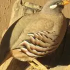 حجل برى ل البيع