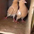 حمام قطايف تب التب