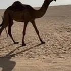 بكره صفرا طيبه