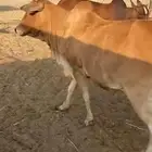بقر ولود