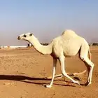 مفروده العمر 8شهور الموقع الجويه