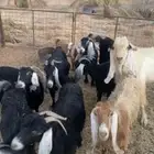 معزا عوارض للبيع