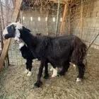 للبيع متبع نجديه كفوو ( تم البيع )