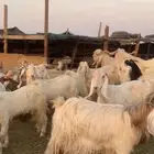 معزا عوارض صفر ومصريات بفحولها رغايث ودفيع وضريع