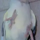 روز انثى طفره لون مميز