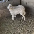 حريات مقاني طيبه ثنيه وسديس واحده امكن دافع وثانيه مااعلم 2