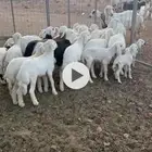 للبيع غنم حريات العدد61 فحول تحتها 26