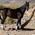 فرس شعبيه شيخه