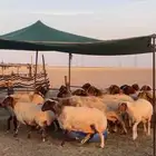 غنم نعيم دفيع على السونار