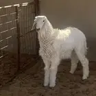 خروف ورخل