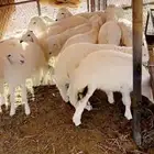 طليان حرية