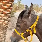 للبيع المهر مصري بيور الاب فريد ولد نايل مول