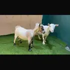 ماغز