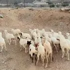 رخال رفيدية تربية محايل عسير