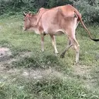 بقر