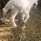 داغور حري