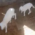 داوغير رخال للبيع