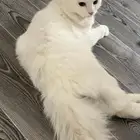 قط ذكر للتبني