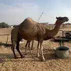 القنفذه   شرق القوز
