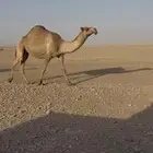 عشرا مبيوع حاشيها
