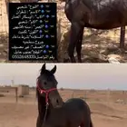 المهر شيخ