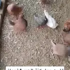 حمام مصري و كنق