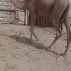 قعود للبيع