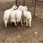 بهم للبيع - تم البيع