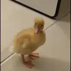 بط بكيني