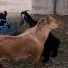 تيس احمر ثني