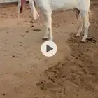 عنز مشروكه توه مشلعه ثنيه