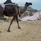 ماشالله خلفه منوه القاني