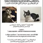 قطة مفقوده في حي الملقا