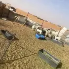 غنم معزا 10 مع الفحل ولاد وسنها اشباب