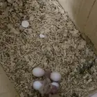 فروخ كروانات اليفه