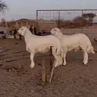 طليان مشاربع فحول