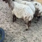 نعيم