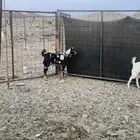 تيوس وجفار مراح واحد