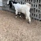 ماعز مشروكه