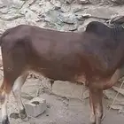 حسيل شركه بلدي شرط بلدي