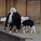 نجديه صنف الصنف نادره