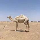 خلفات كفو اباكير
