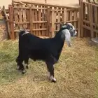 تيس عارضي