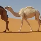 لقحه ام ثالث