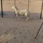 طلي حري جذع