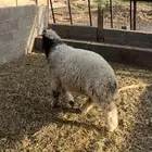 طلي نعيمي ذبيحة